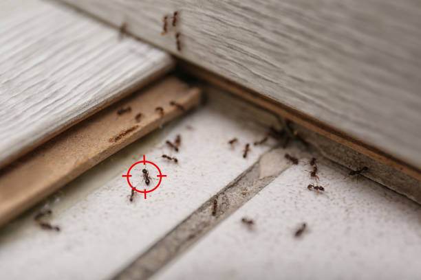 Best Pest Control Near Me  in Saratoga, WY