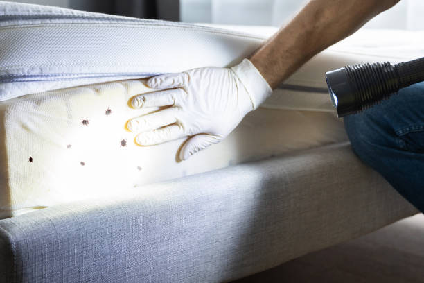 Best Wasp Removal Services  in Saratoga, WY